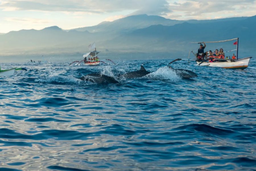 Dolphin Lovina and Ulun Danu Temple Tour