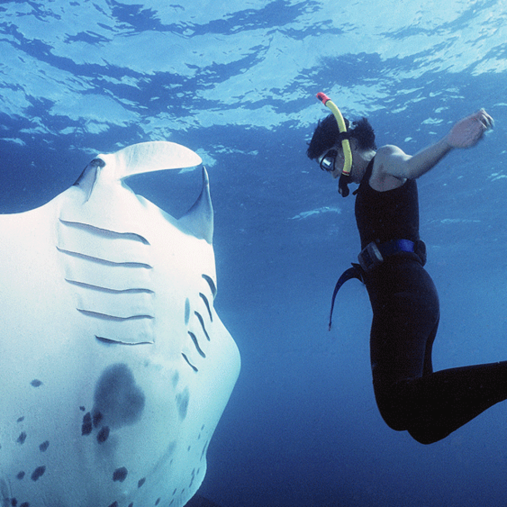 Swimming with manta rays