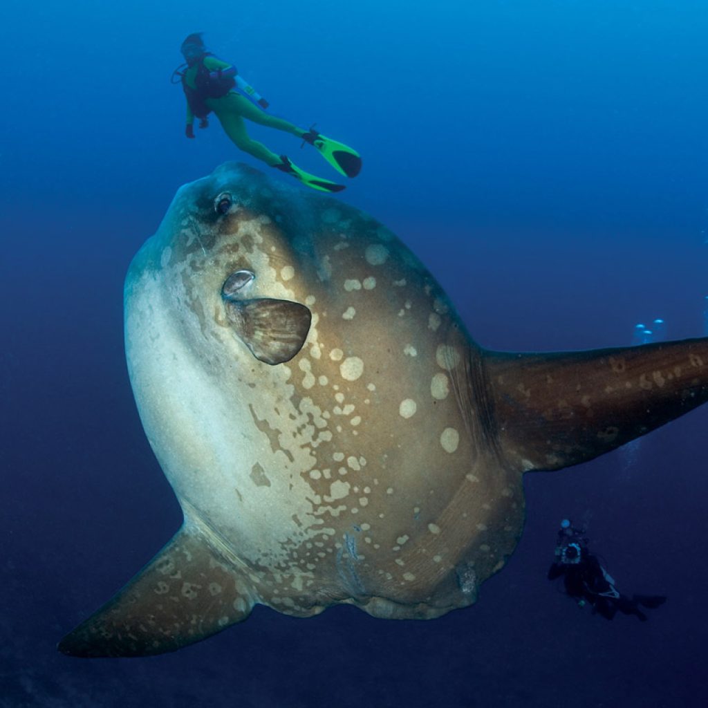 Diving with Mola Mola in Bali